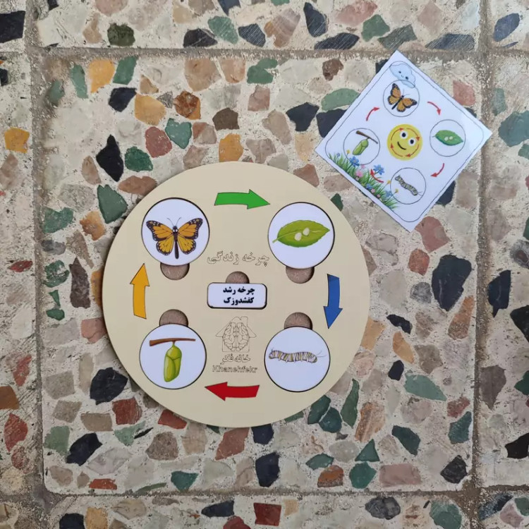 چرخه رشد چوبی پروانه