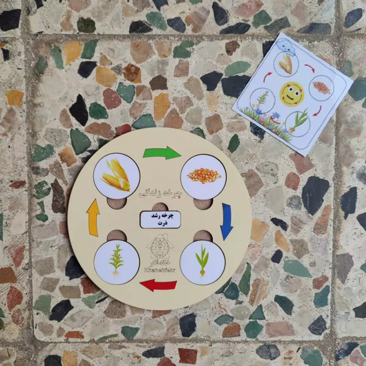 چرخه رشد چوبی ذرت