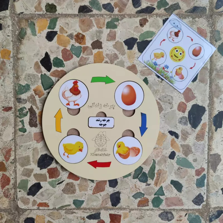 چرخه رشد چوبی مرغ