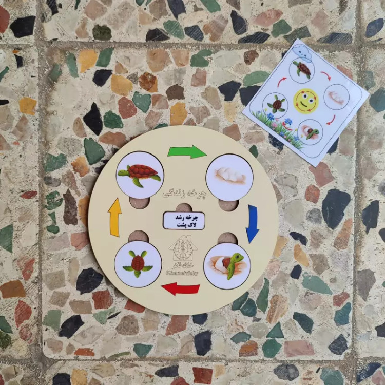 چرخه رشد چوبی لاکپشت