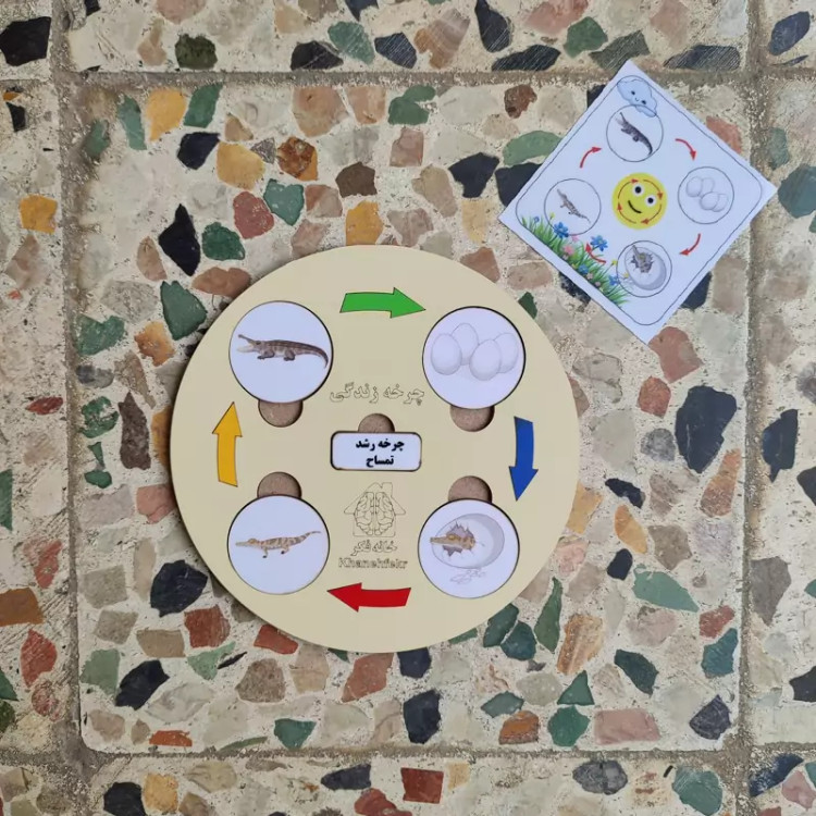 چرخه رشد چوبی تمساح