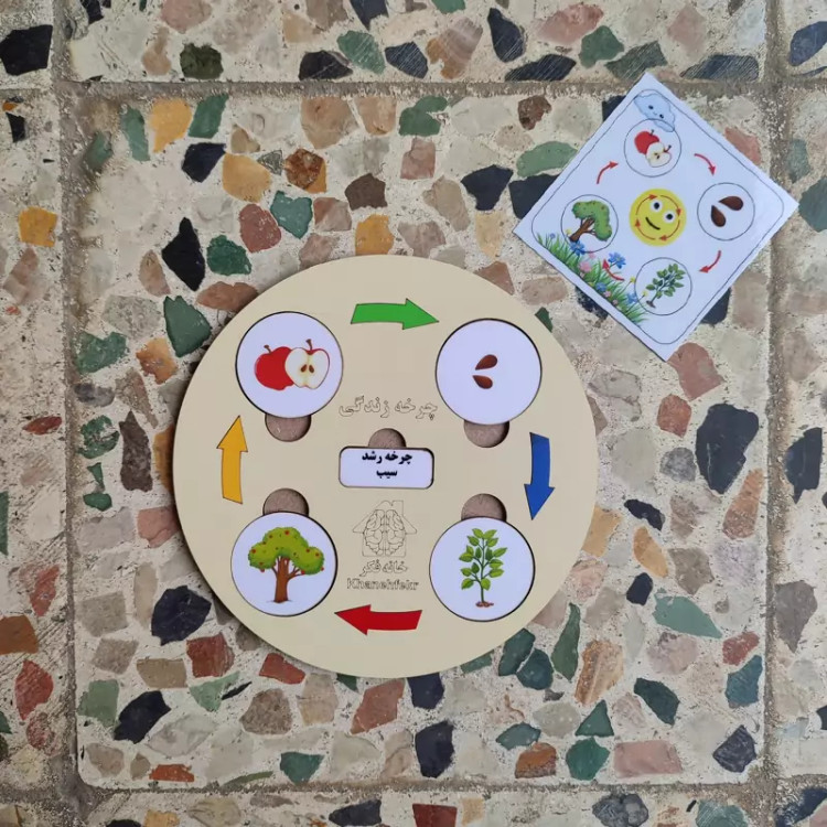 چرخه رشد چوبی سیب