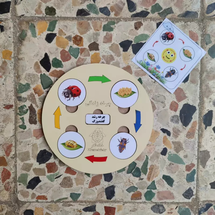 چرخه رشد چوبی کفشدوزک