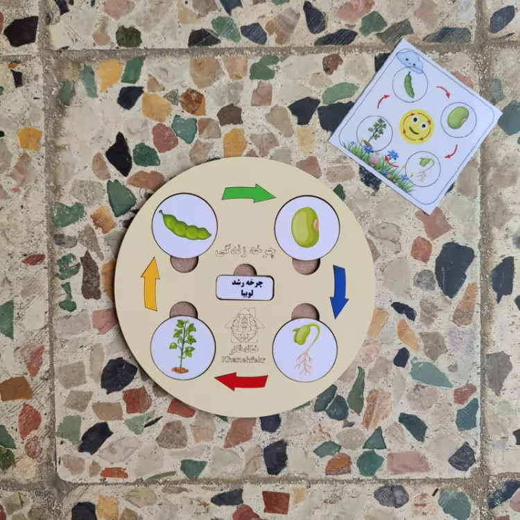 چرخه رشد چوبی لوبیا