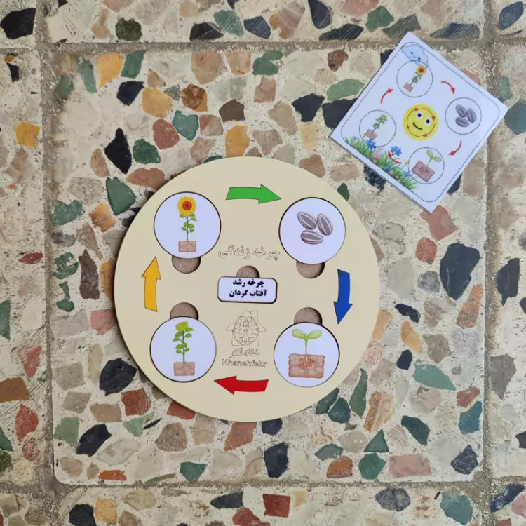 چرخه رشد چوبی گل