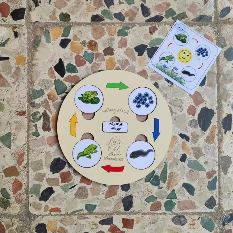 چرخه رشد چوبی قورباغه