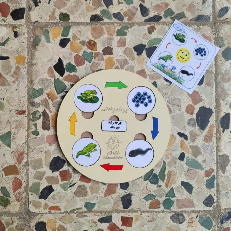 چرخه رشد چوبی قورباغه