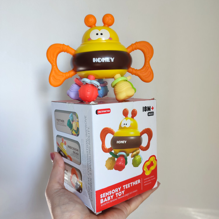 دندانگیر و دستورزی زنبور جعبه دار نوزاد